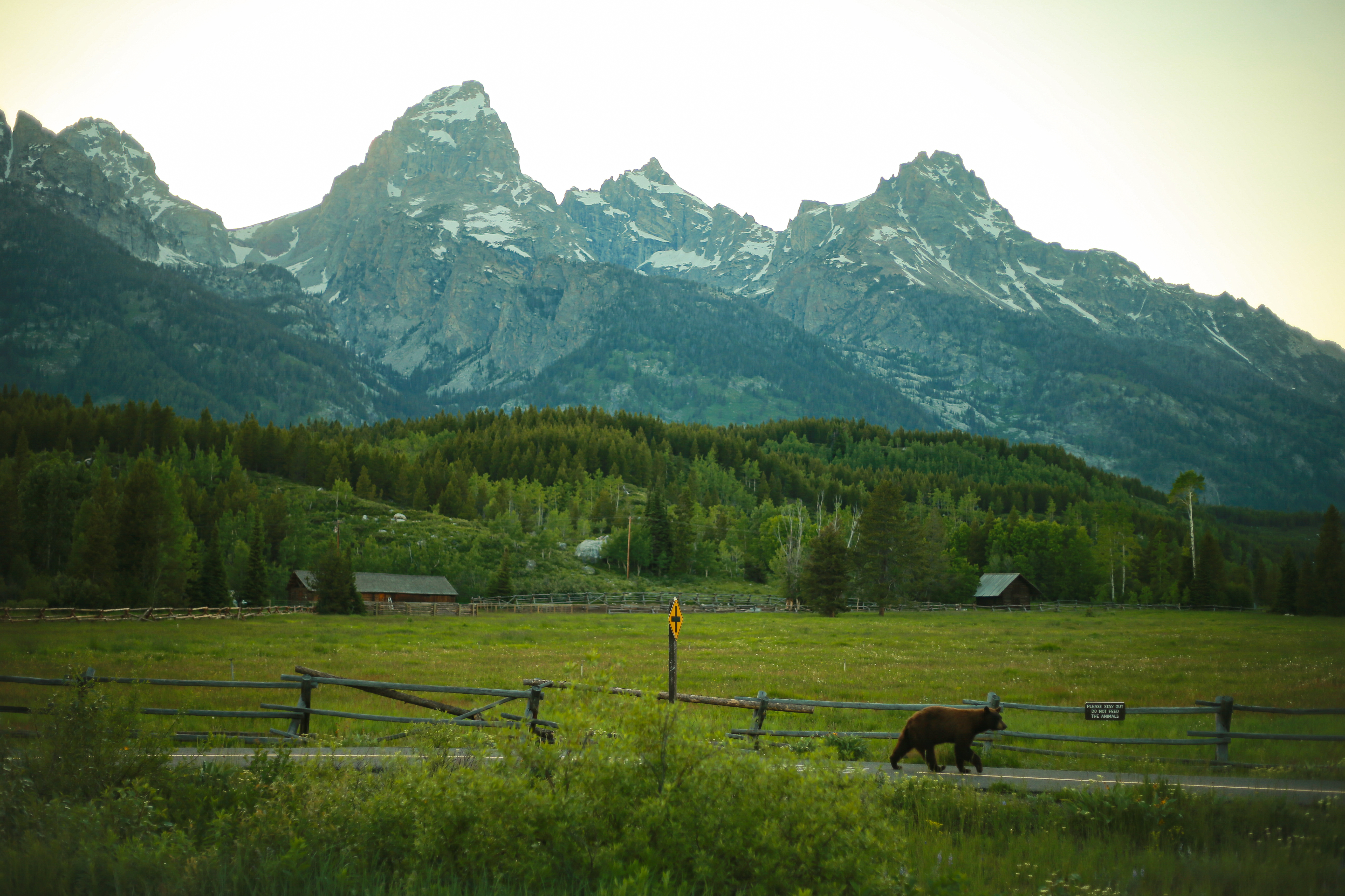 Jackson Hole Bear